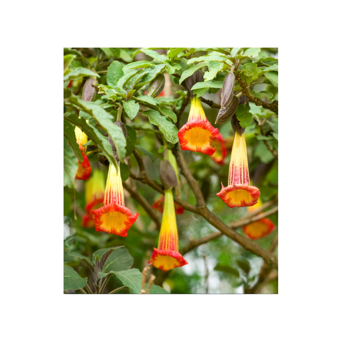 Semena durmanu – Durman krvavý – Brugmansia sanguinea