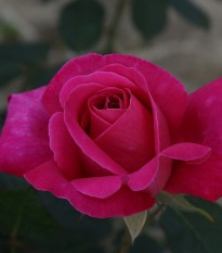 Ruža kríková mnohokvetá Pink Peace - voľnokorenné sadenice ruží - 1 ks