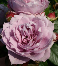 Ruže mnohokveté Novalis - Kordes - voľnokorenné sadenice ruží - 1 ks