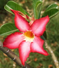 Púštna ruža - Adenium obesum - semená púštnej ruže - 5 ks