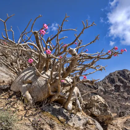 Púštna ruža - Adenium obesum - semená púštnej ruže - 5 ks
