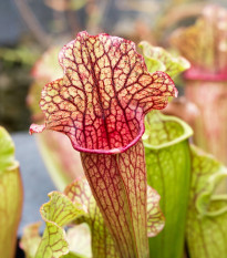 Saracénia náhorná - Sarracenia oreophilla var. ornata - semená saracénie