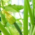 Bio Cuketa Alberello - Cucurbita pepo - bio semená cukety