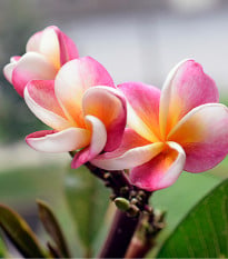 Havajský kvet - Plumeria - semená plumérie - 3 ks