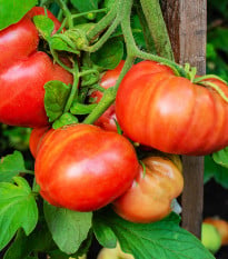 Bio Paradajka Brandywine červené - Solanum lycopersicum - bio semená paradajok - 7 ks