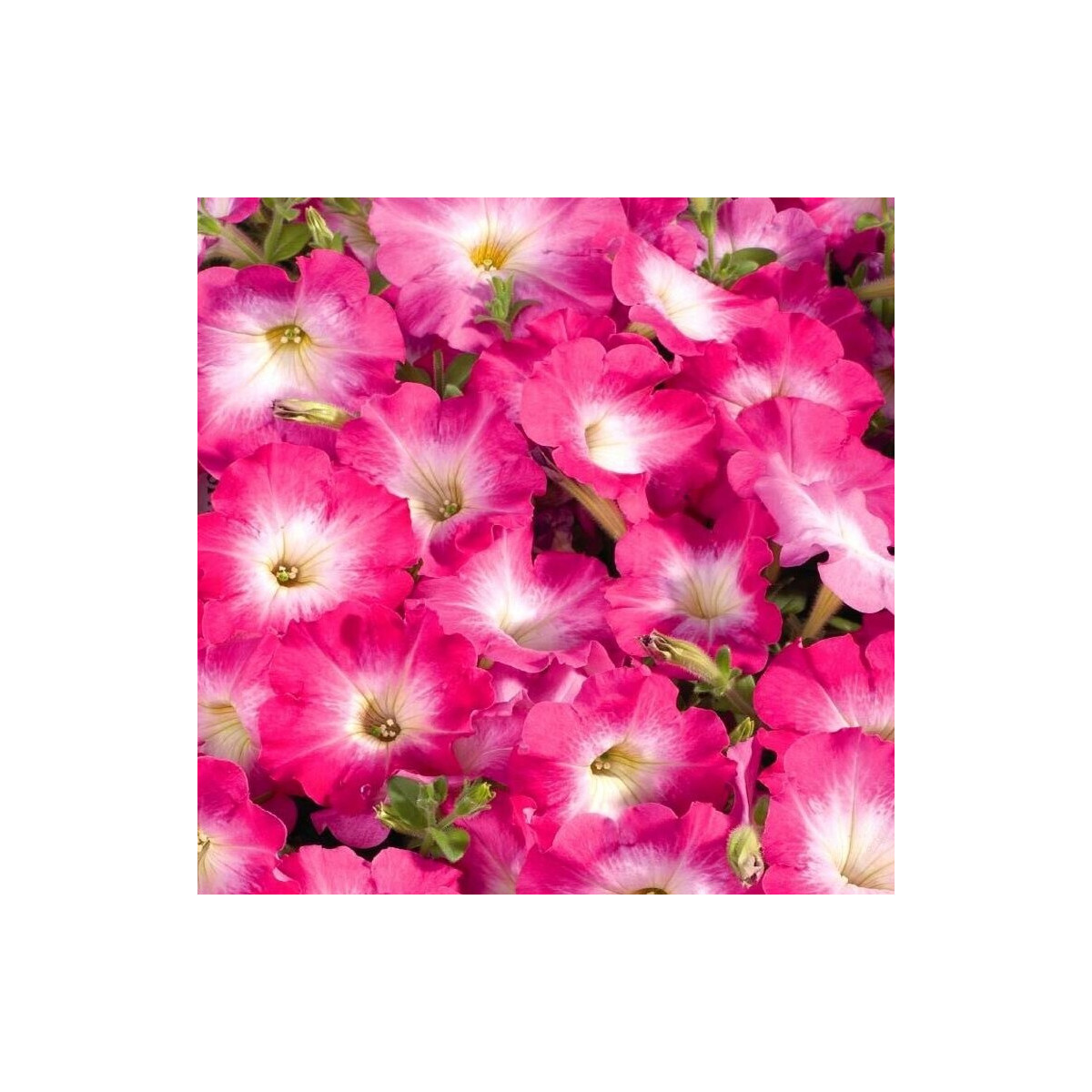Petúnia Musica F1 Pink Morn - Petunia x grandiflora - semená petúnie - 30 ks