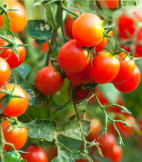 Divoká paradajka Rote Murmel - Solanum pimpinellifolium - semená paradajok - 10 ks