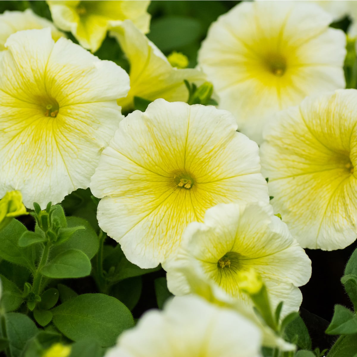 Petúnia Lavína Žltá hviezda F1 - Petunia pendula - semená petúnie - 20 ks