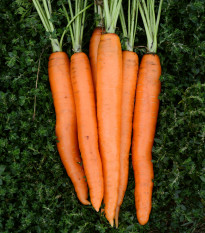 BIO Mrkva Amsterdam - Daucus carota - bio semená mrkvy - 300 ks