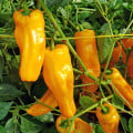 BIO Chilli Marseillais - Capsicum annuum - bio semená chilli - 7 ks