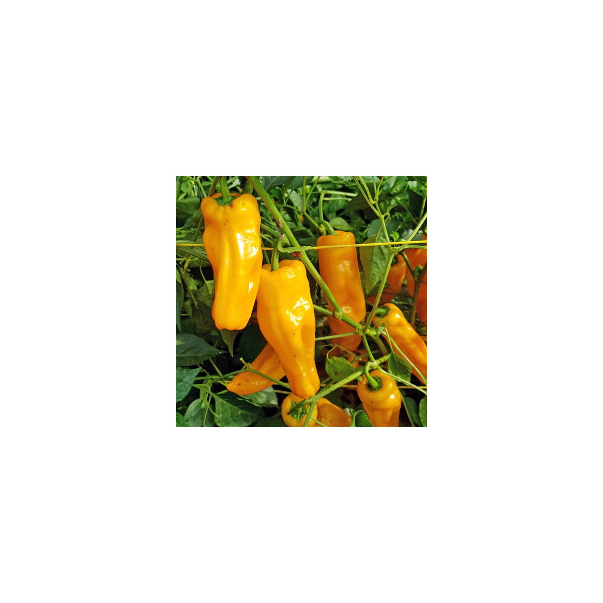 BIO Chilli Marseillais - Capsicum annuum - bio semená chilli - 7 ks