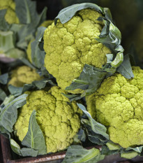 Karfiol Susana F1 - Brassica oleracea var botrytis - semená karfiolu - 20 ks