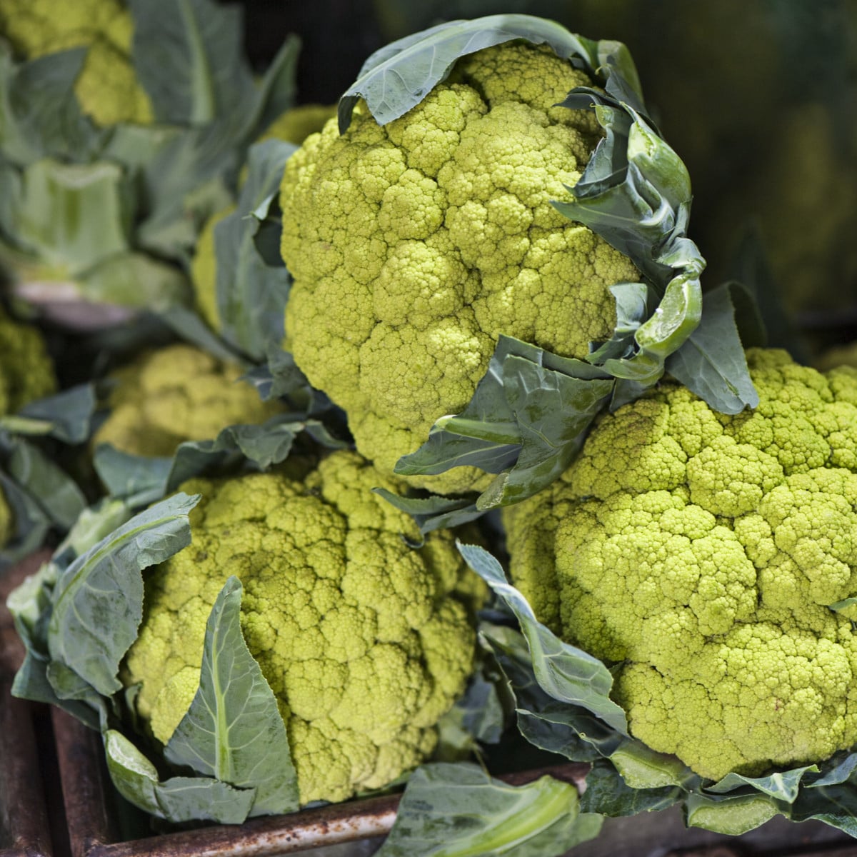 Karfiol Susana F1 - Brassica oleracea var botrytis - semená karfiolu - 20 ks