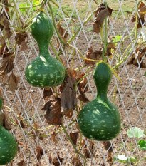 Okrasná tekvica Indonesian Bottle - Cucurbita pepo - semená tekvice - 8 ks