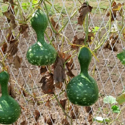 Okrasná tekvica Indonesian Bottle - Cucurbita pepo - semená tekvice - 8 ks
