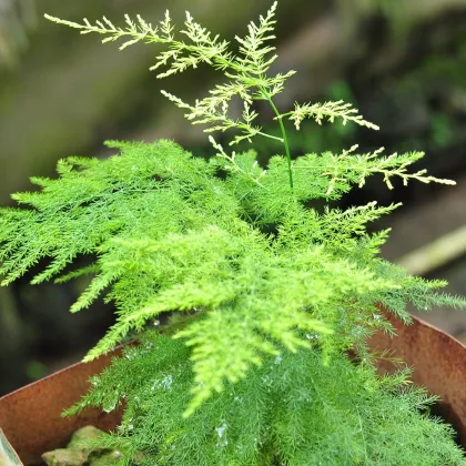 Špargľa hustokvetá - Asparagus plumosus - semená špargle - 15 ks