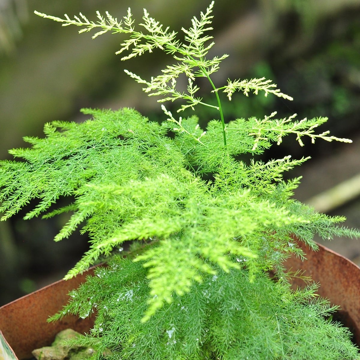 Špargľa hustokvetá - Asparagus plumosus - semená špargle - 15 ks
