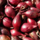 BIO Cibuľa Rossa di Firenze - Allium cepa - semená cibule - 100 ks