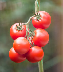 Paradajka Gardeners Delight - Solanum lycopersicum - semená paradajok - 10 ks