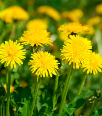 BIO Púpava - Taraxacum officinalis - semená smotánky - 400 ks