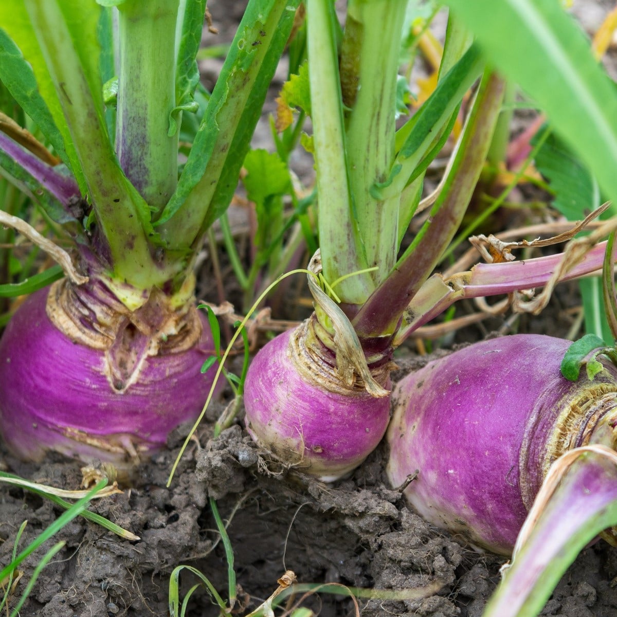 BIO Reďkovka jesenná fialová - Raphanus sativus - bio semená reďkovky - 80 ks