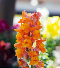Papuľka väčšia oranžová - Antirrhinum majus - semená papuľky - 20 ks