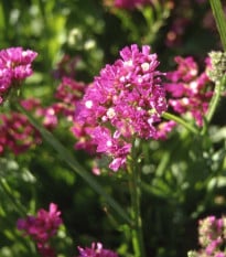 Limonka zohnutá QIS Lavender - Limonium sinuatum - semená limonky - 30 ks