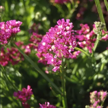 Limonka zohnutá QIS Lavender - Limonium sinuatum - semená limonky - 30 ks