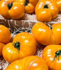 BIO Paradajka Brandywine žlté - Solanum lycopersicum - bio semená paradajok - 7 ks