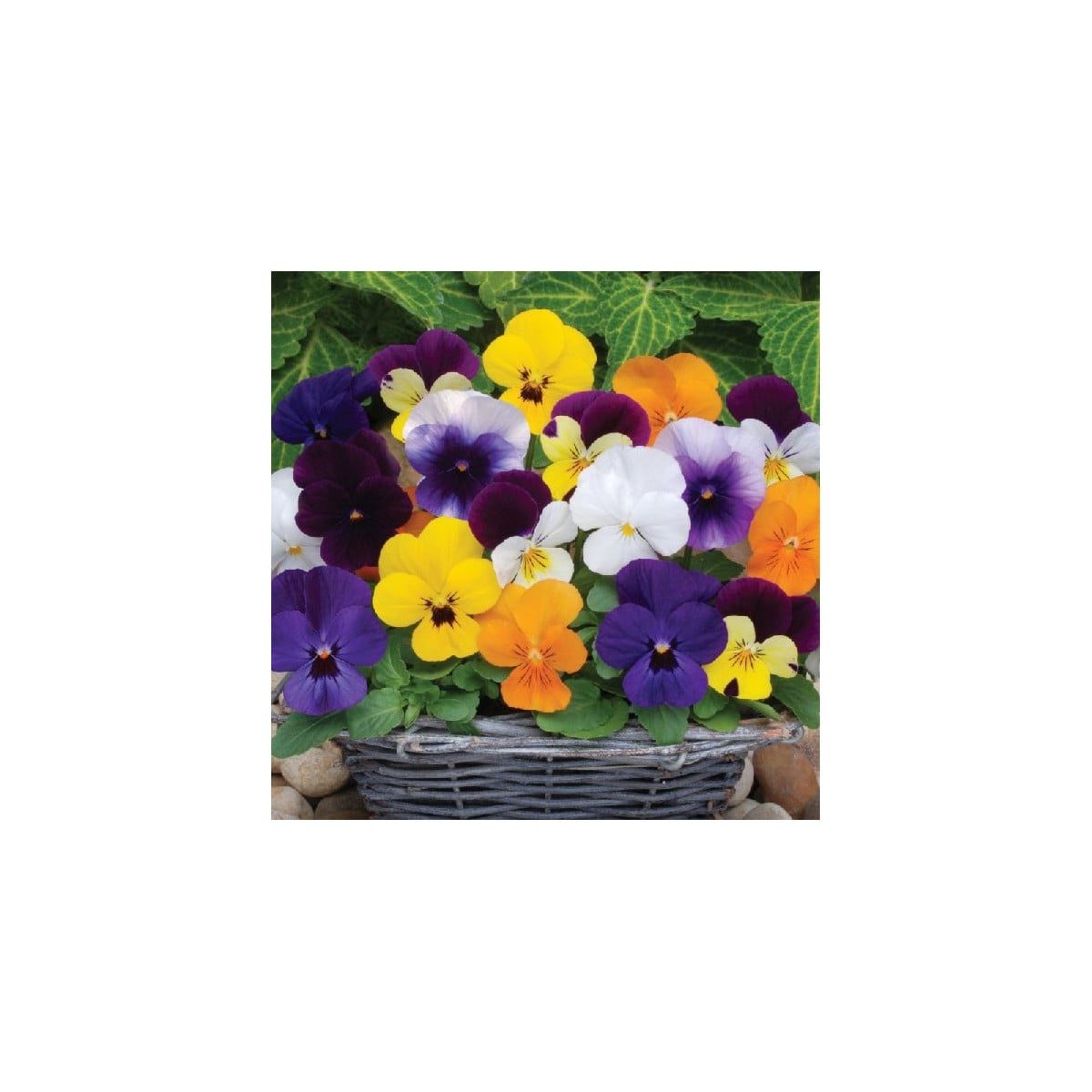 Fialka rohatá Sorbet XP zmes - Viola cornuta - predaj semien - 20 ks