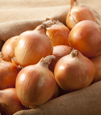 BIO cibuľa sadzačka Setton - Allium cepa - bio cibuľky - 40 ks
