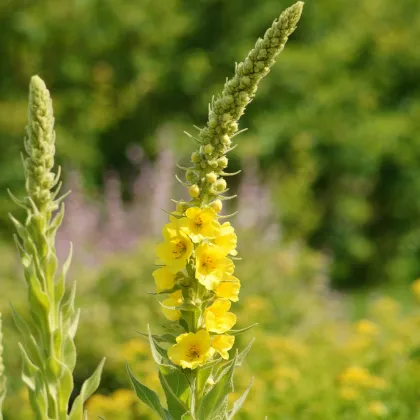 Divozel sápovitý - Verbascum phlomoides - semená divozelu - 0,1 g
