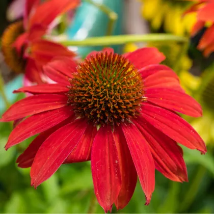 Strapatkovka Red Magnus - Echinacea - voľnokorenné sadenice strapatkovky - 1 ks