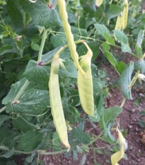 BIO Hrach cukrový Golden Sweet - Pisum sativum - bio semená hrachu - 35 ks