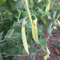 BIO Hrach cukrový Golden Sweet - Pisum sativum - bio semená hrachu - 35 ks