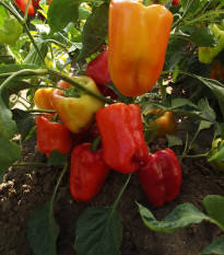 Paprika raná Citrina - Capsicum annum - semená papriky - 40 ks