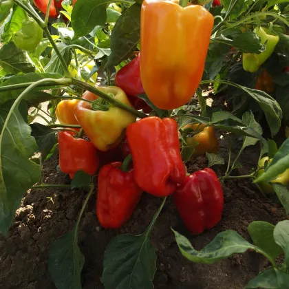 Paprika raná Citrina - Capsicum annum - semená papriky - 40 ks