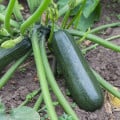 BIO Cuketa Ola Escaladora - Cucurbita pepo - bio semená cukety - 5 ks