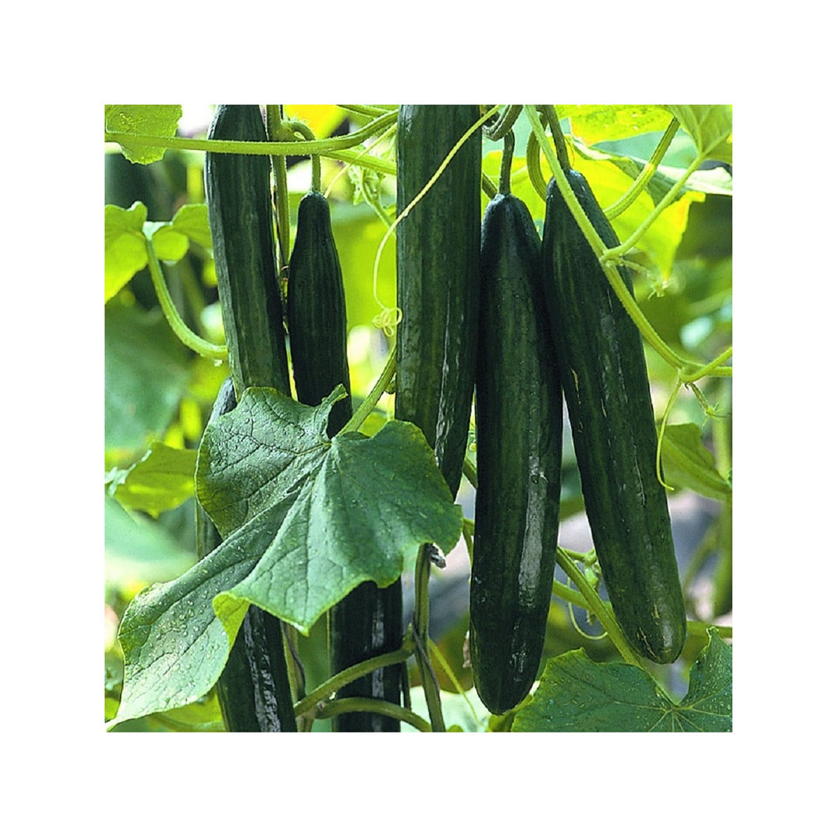 Uhorka šalátová Superstar F1 - Cucumis sativus - semená uhorky - 10 ks