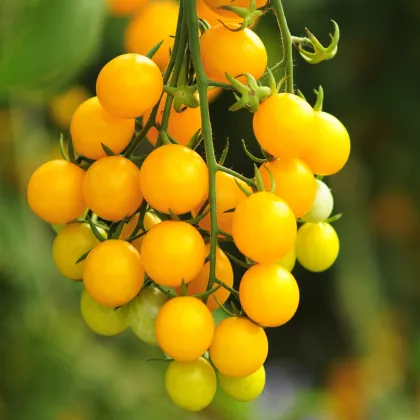 Divoká paradajka Murmel žltá - Solanum pimpinellifolium - semená paradajok - 6 ks