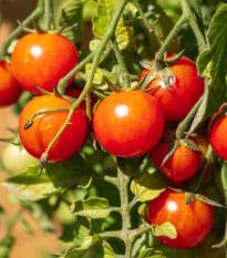 BIO Paradajka koktejlová Primavera - Solanum lycopersicum - semená paradajok - 7 ks