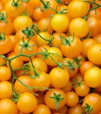 BIO Paradajka Tom Yellow - Solanum lycopersicum - bio semená paradajky - 7 ks