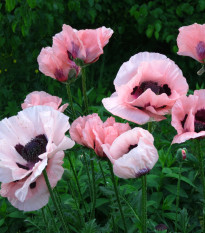 Mak východný Raspberry Queen - Papaver orientale - voľnokorenné sadenice makov - 1 ks