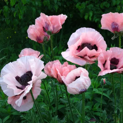 Mak východný Raspberry Queen - Papaver orientale - voľnokorenné sadenice makov - 1 ks