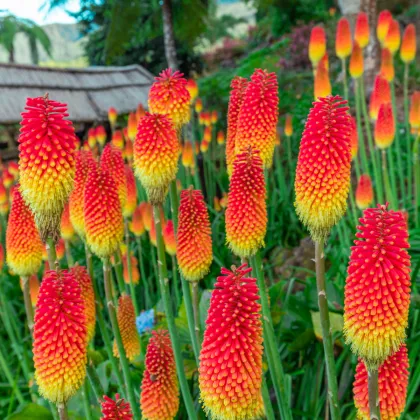 Mnohokvet červeno-žltý - Kniphofia - Kleopatrina ihla - voľnokorenné sadenice mnohokvetov - 1 ks