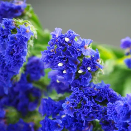 Limonka zohnutá QIS Pale Blue - Limonium sinuatum - semená limonky - 30 ks