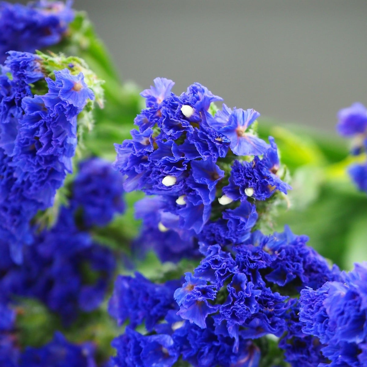 Limonka zohnutá QIS Pale Blue - Limonium sinuatum - semená limonky - 30 ks