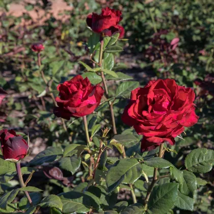Ruža veľkokvetá pnúca tmavočervená - Rosa - voľnokorenné sadenice ruží - 1 ks