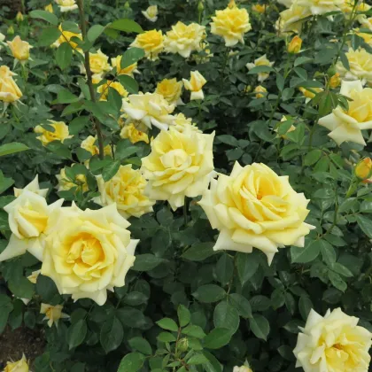 Ruža veľkokvetá pnúca žltá - Rosa - voľnokorenné sadenice ruží - 1 ks