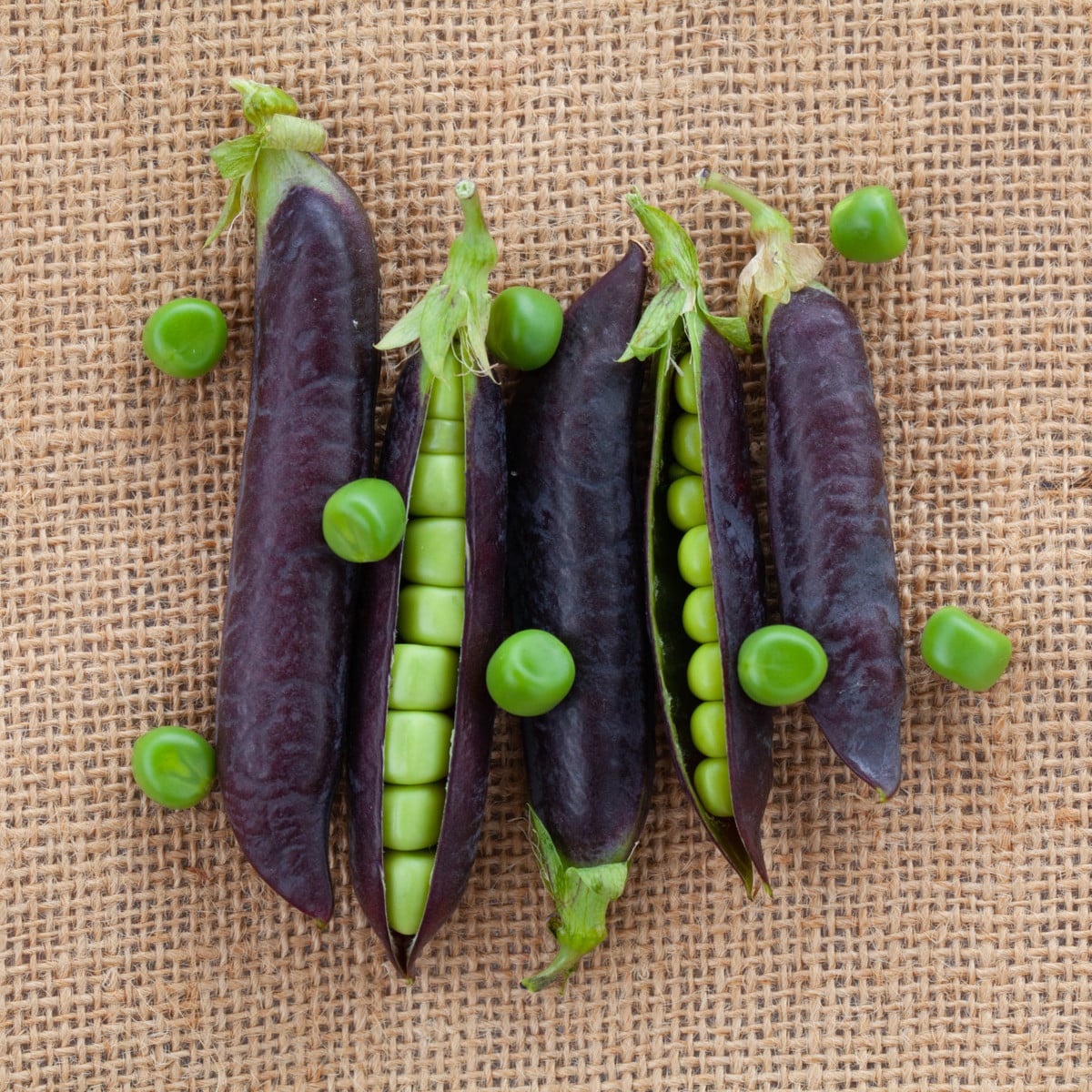 BIO Hrach Blauwschokker - Pisum sativum - bio semená hrachu - 25 ks